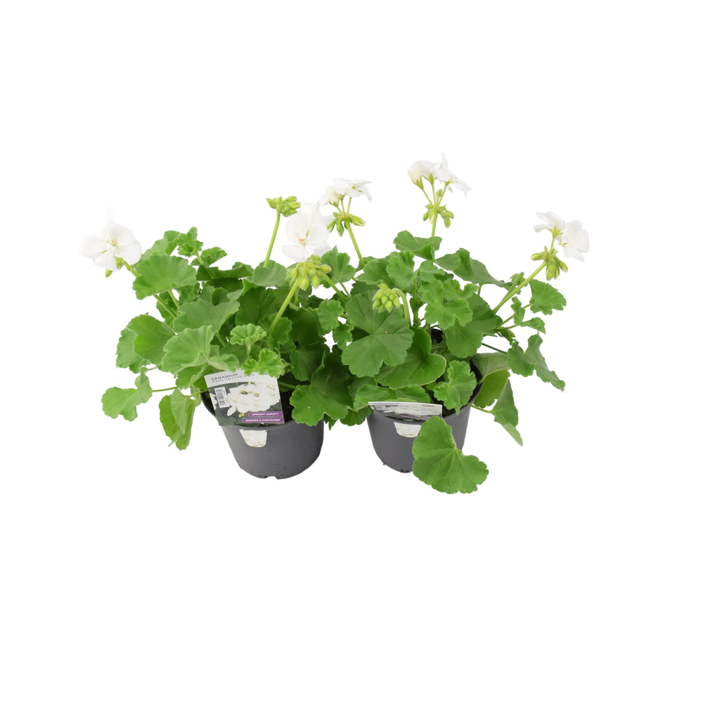 Geranium Zonal Calliope 1L White x 2