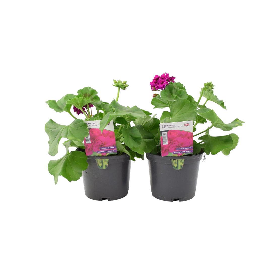 Geranium Zonal Calliope 1L Violet x 2 plants by post