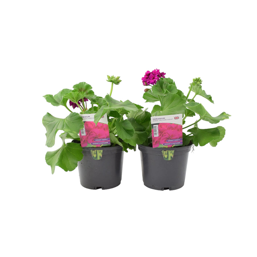 Geranium Zonal Calliope 1L Violet x 2 plants by post