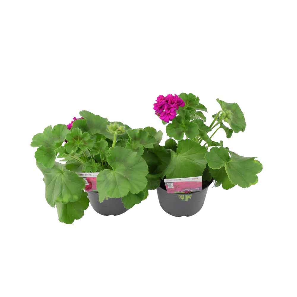 Geranium Zonal Calliope 1L Violet x 2 plants by post