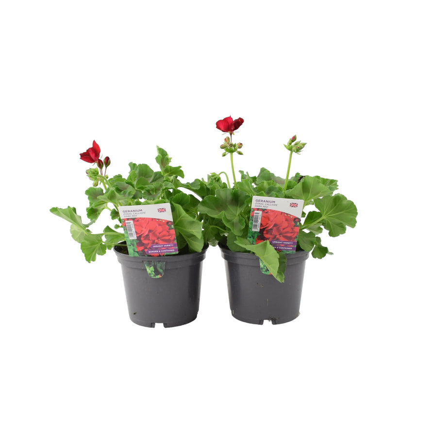 Geranium Zonal Calliope 1L Dark Red x 2