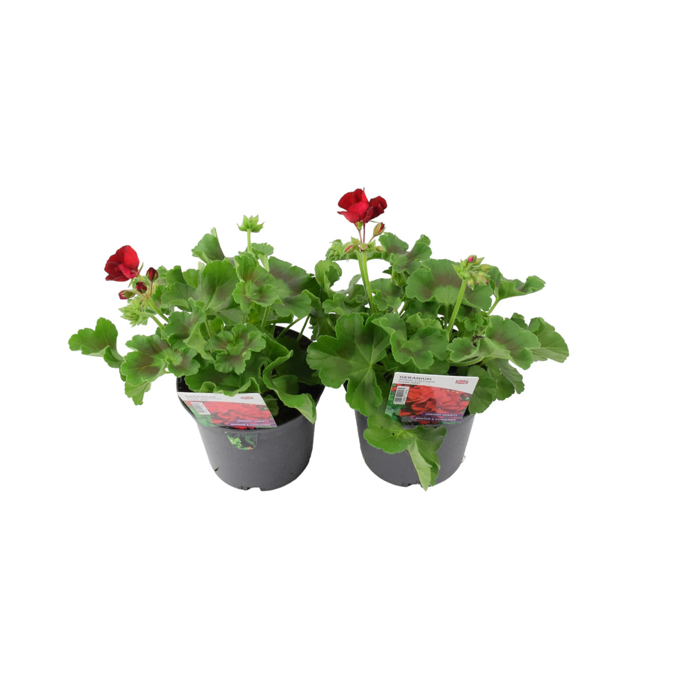 Geranium Zonal Calliope 1L Dark Red x 2