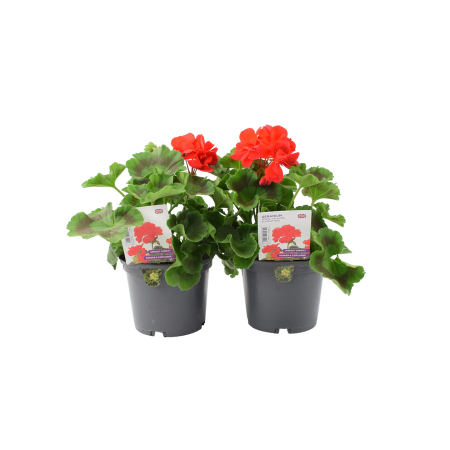 Geranium Zonal Calliope 1L Scarlet Red x 2