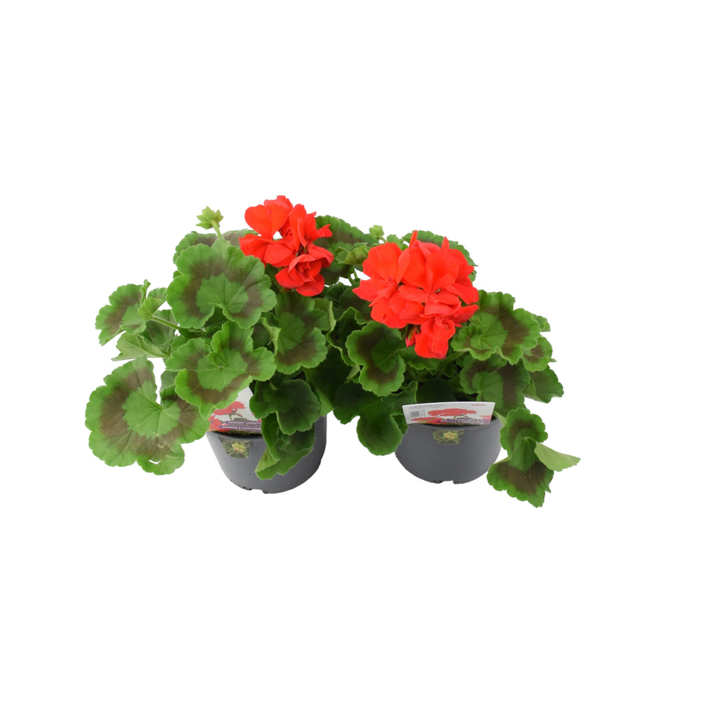 Geranium Zonal Calliope 1L Scarlet Red x 2