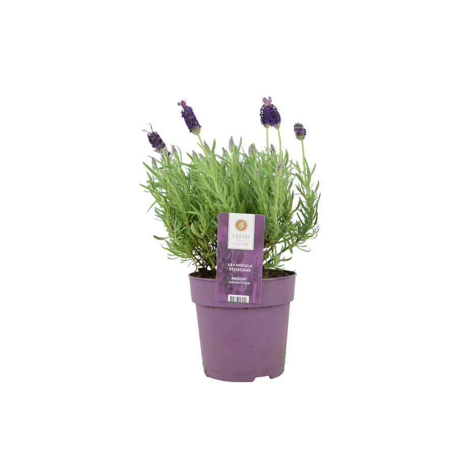 Lavender Stoechas 1L Pot Plants By Post