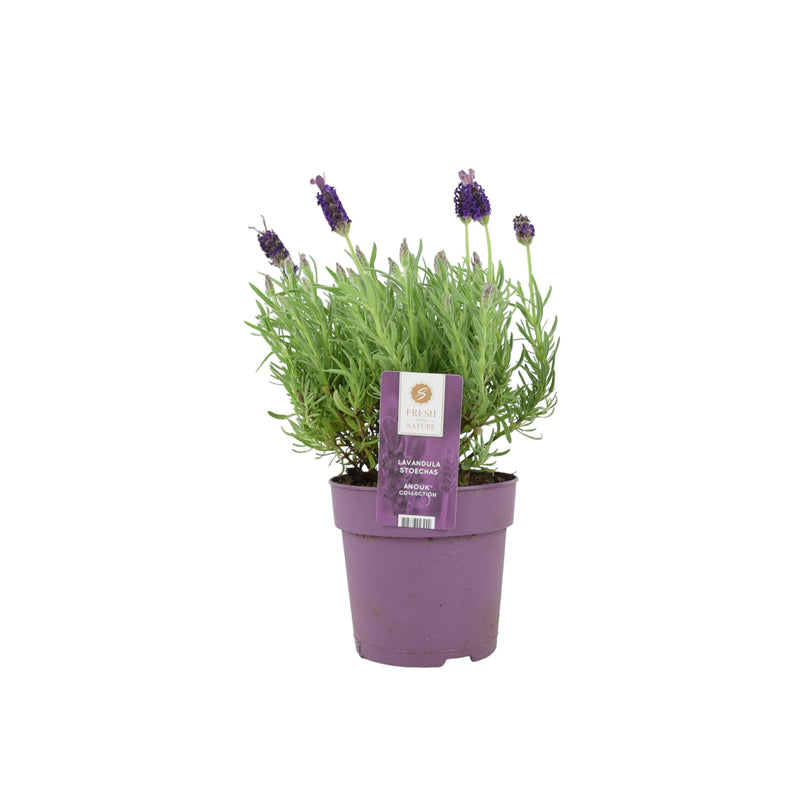 Lavender Stoechas 1L Pot