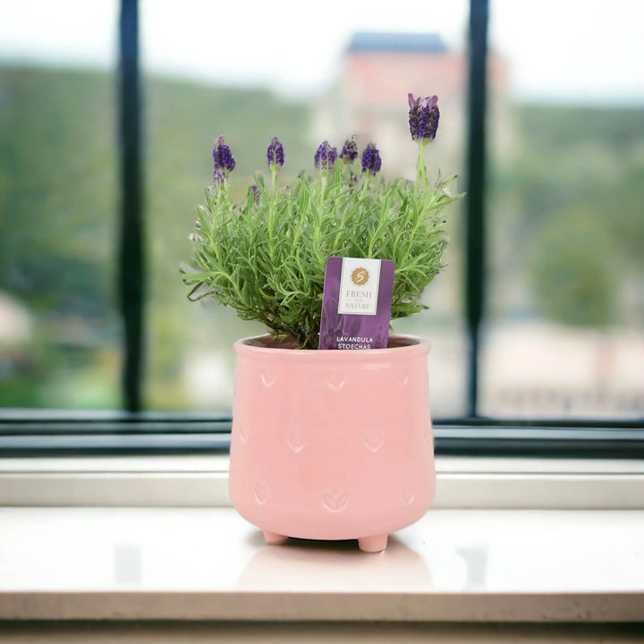 Lavender Stoechas 1L Pot Plants By Post