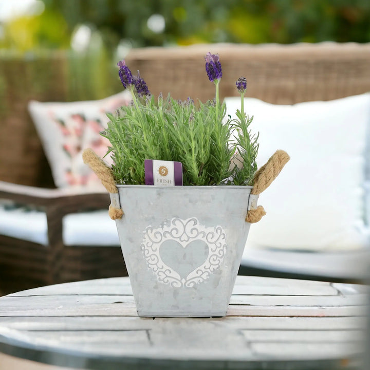 Lavender Stoechas 1L Pot Plants By Post