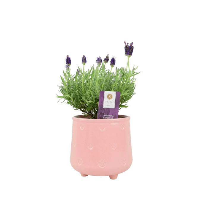 Lavender Stoechas 1L Pot Plants By Post