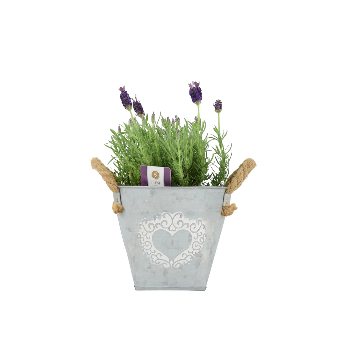 Lavender Stoechas 1L Pot Plants By Post