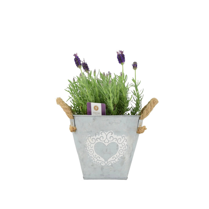 Lavender Stoechas 1L Pot Plants By Post