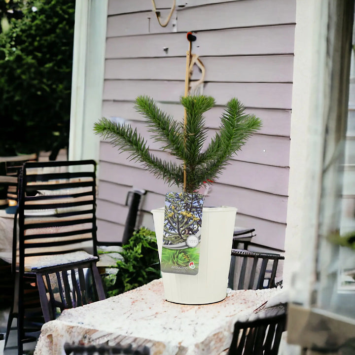 Monkey Puzzle Tree 3L Pot Plants By Post