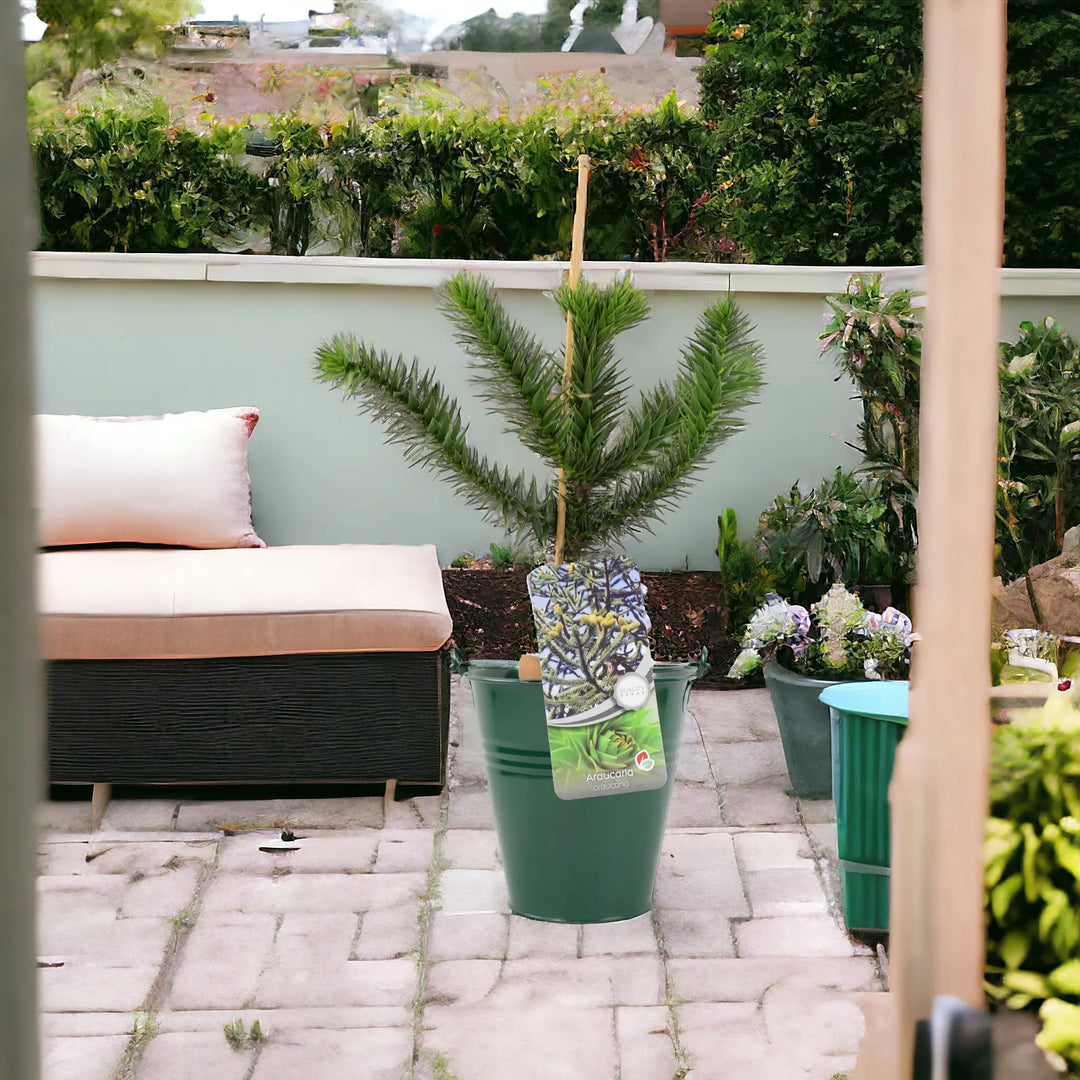 Monkey Puzzle Tree 3L Pot Plants By Post