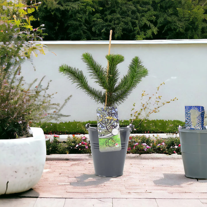 Monkey Puzzle Tree 3L Pot Plants By Post