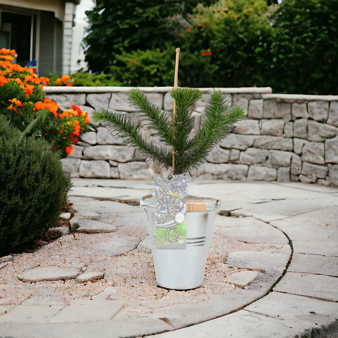 Monkey Puzzle Tree 3L Pot Plants By Post