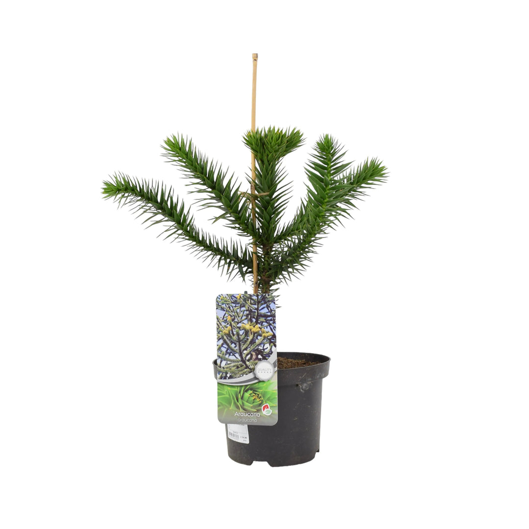 Monkey Puzzle Tree 3L Pot Plants By Post