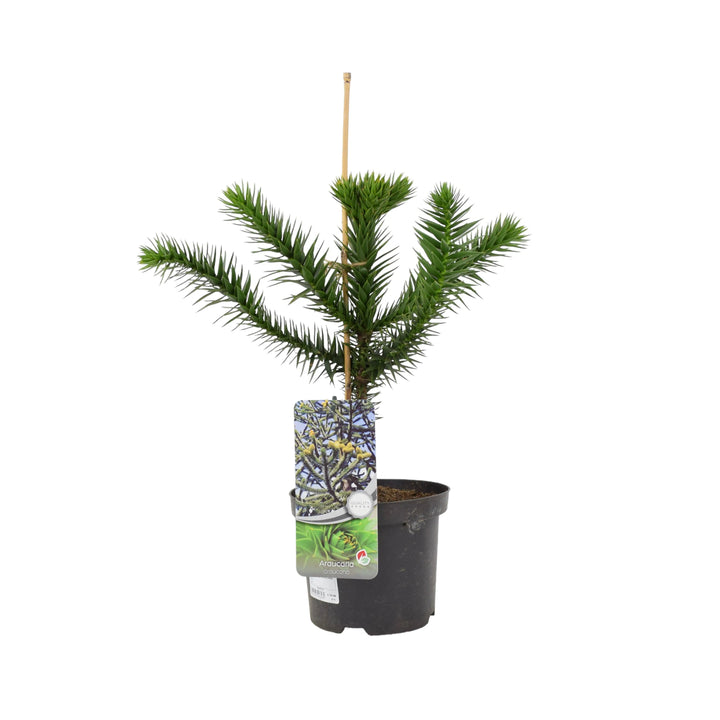 Monkey Puzzle Tree 3L Pot Plants By Post