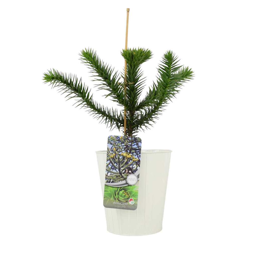 Monkey Puzzle Tree 3L Pot Plants By Post