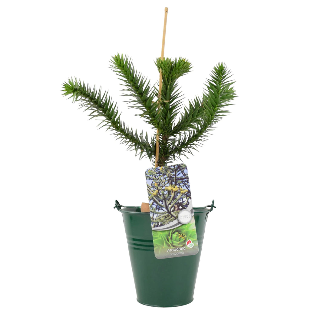 Monkey Puzzle Tree 3L Pot Plants By Post
