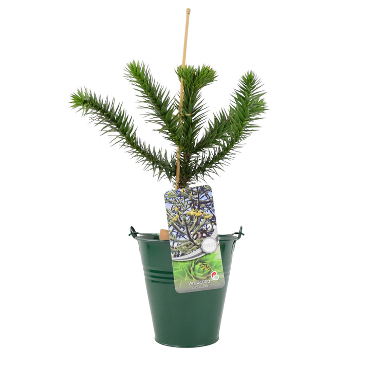 Monkey Puzzle Tree 3L Pot Plants By Post