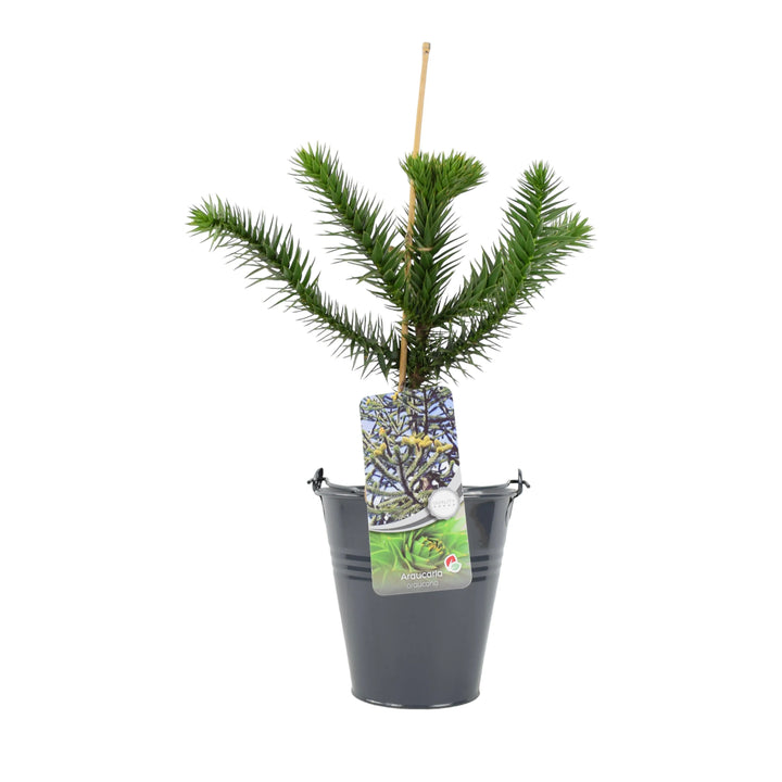Monkey Puzzle Tree 3L Pot Plants By Post
