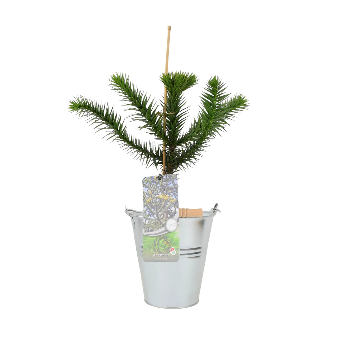 Monkey Puzzle Tree 3L Pot Plants By Post