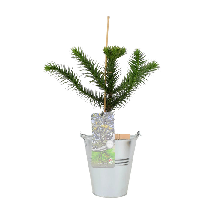 Monkey Puzzle Tree 3L Pot Plants By Post