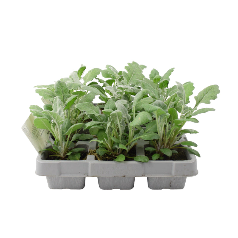 Cineraria Silver Dust 6 Pack x 2 (12 Plants)