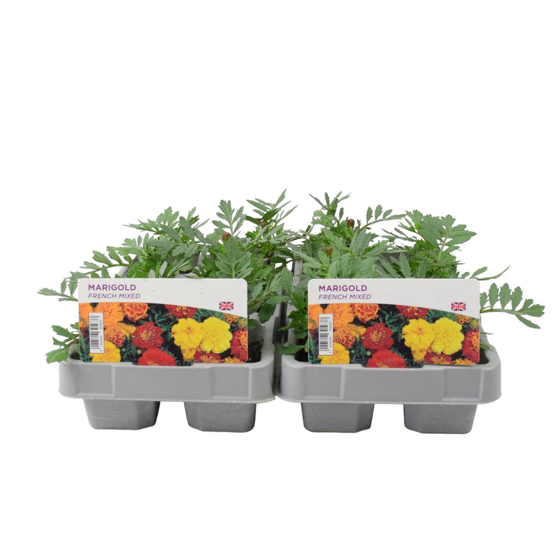 Marigold French Mixed 6 Pack x 2