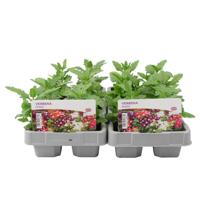 Verbena Mixed 6 Pack x 2 (12 Plants) plants by post