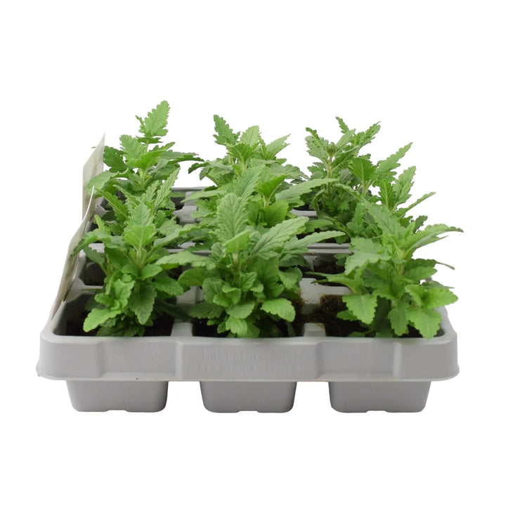 Verbena Mixed 6 Pack x 2 (12 Plants) plants by post