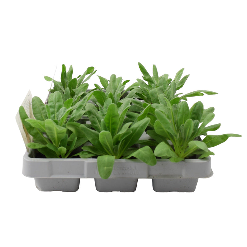 Stocks Mixed 6 Pack x 2 (12 Plants)