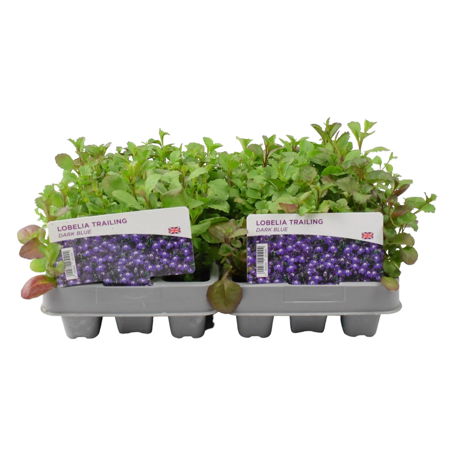 Lobelia Trailing Dark Blue 12 Pack x 2 (24 Plants)