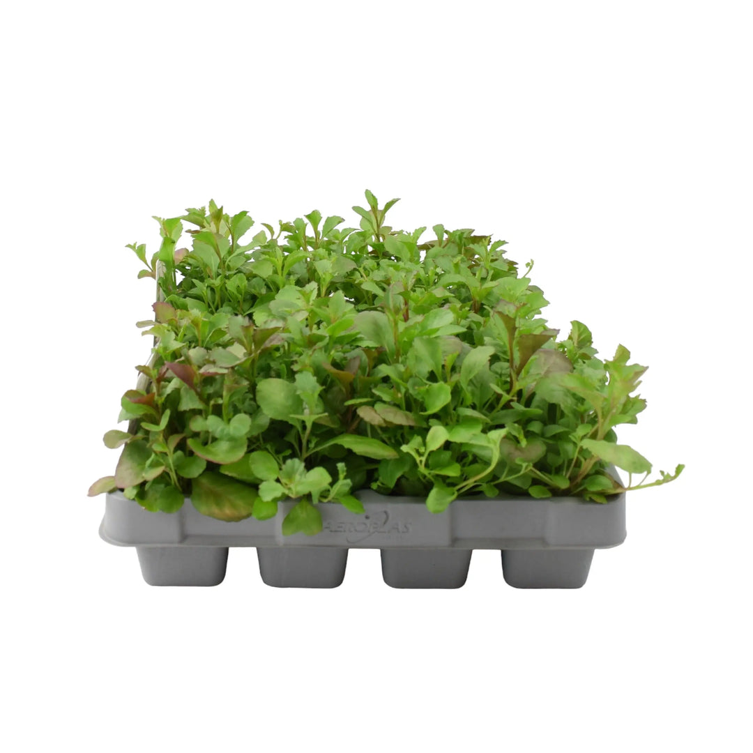 Lobelia Trailing Dark Blue 12 Pack x 2 (24 Plants)
