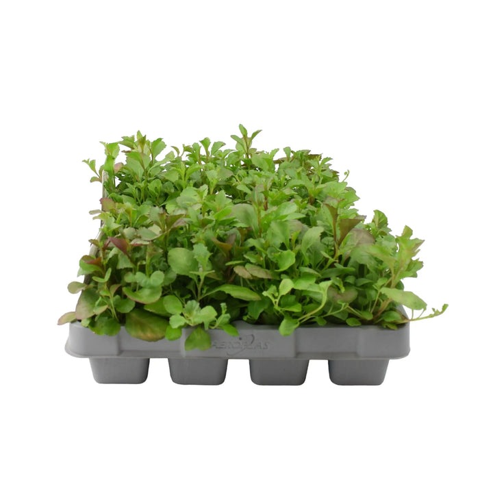 Lobelia Trailing Dark Blue 12 Pack x 2 (24 Plants)