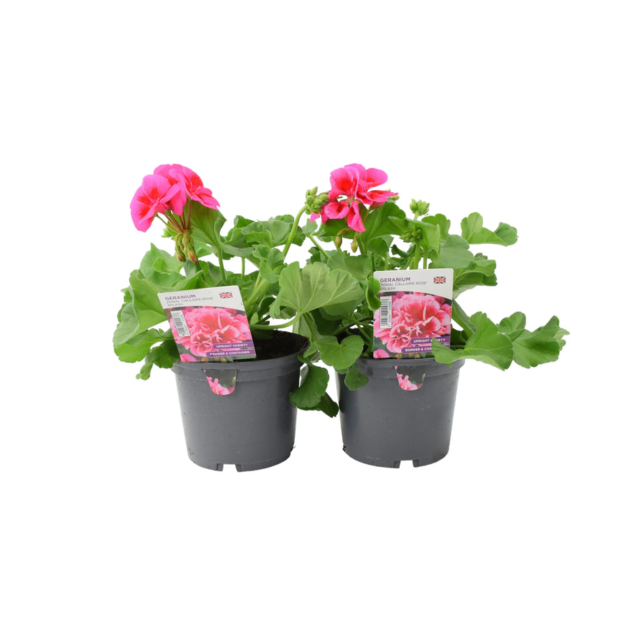 Geranium Zonal Calliope Rose Splash 1L Pot x 2 plants by post