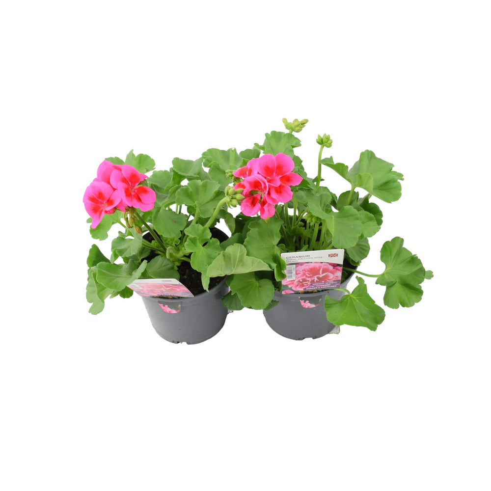 Geranium Zonal Calliope Rose Splash 1L Pot x 2 plants by post