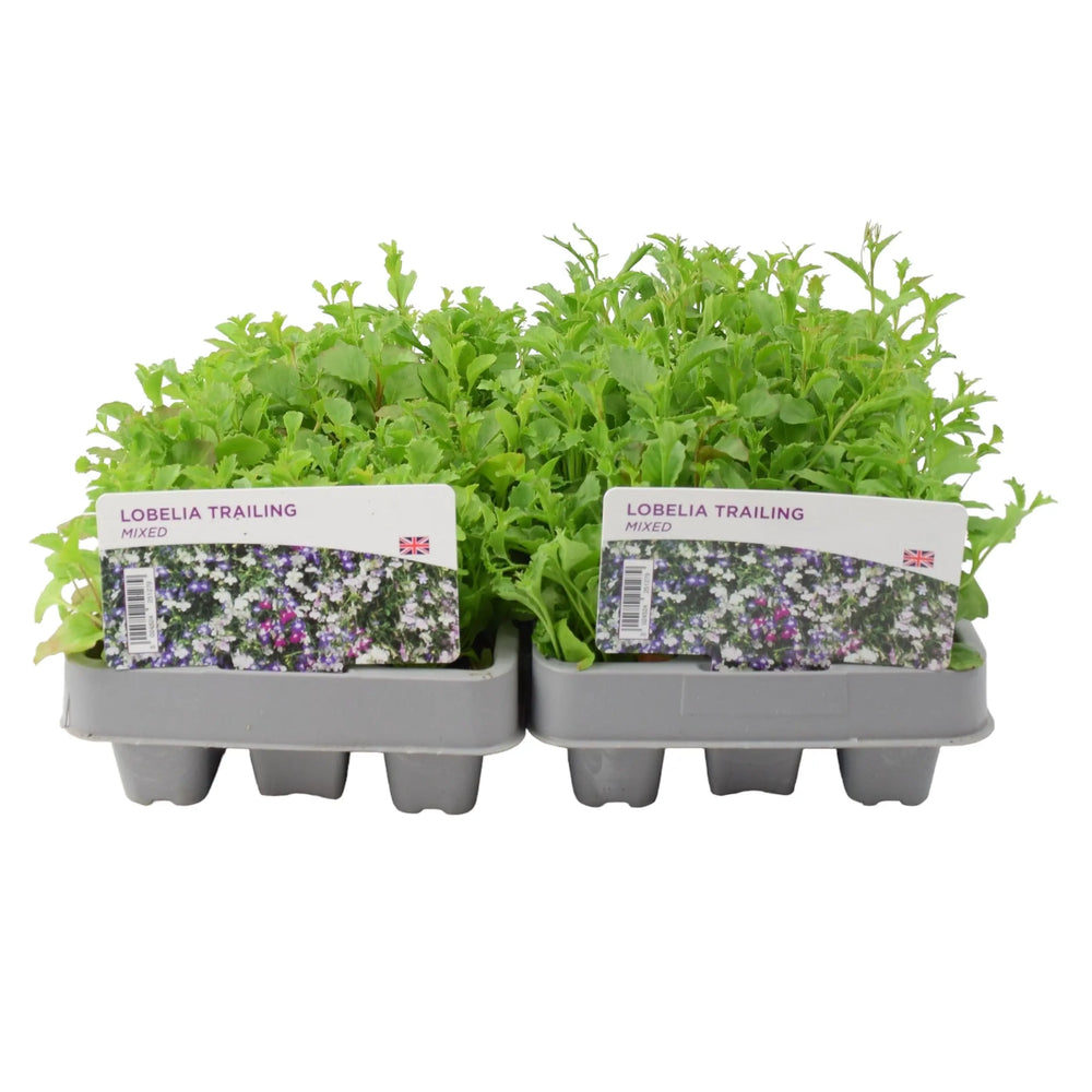 Lobelia Trailing Mixed 12 Pack x 2 (24 Plants) plants by post