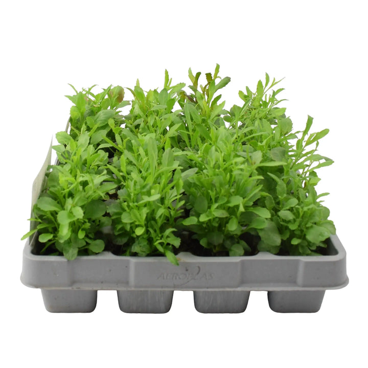 Lobelia Trailing Mixed 12 Pack x 2 (24 Plants) plants by post