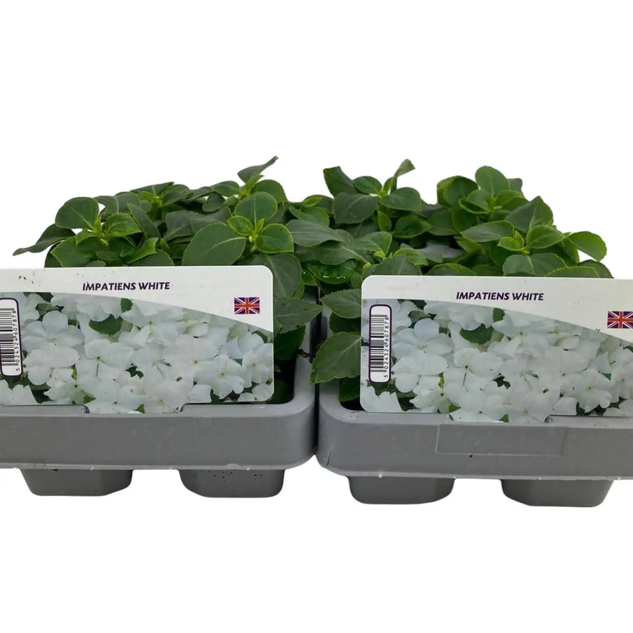 Impatiens White 6 Pack x 2 (12 Plants) plants by post