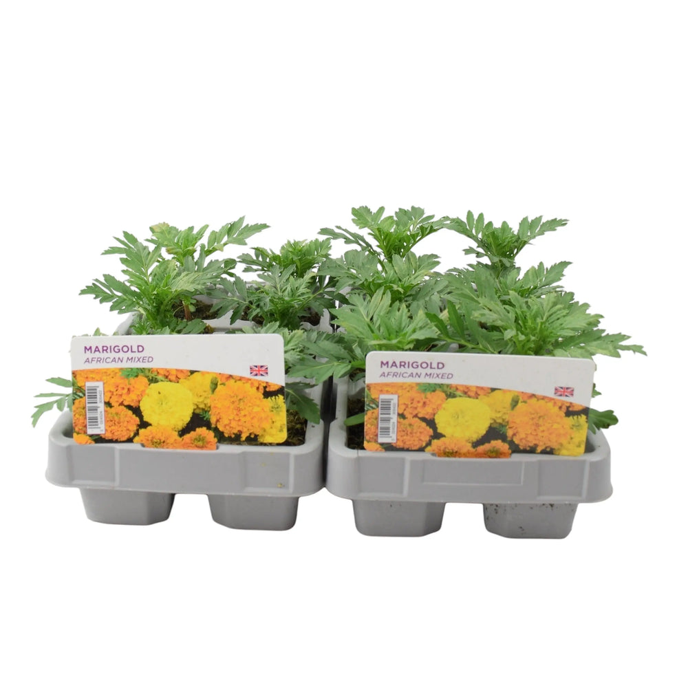 African Marigold Mixed 6 Pack x 2