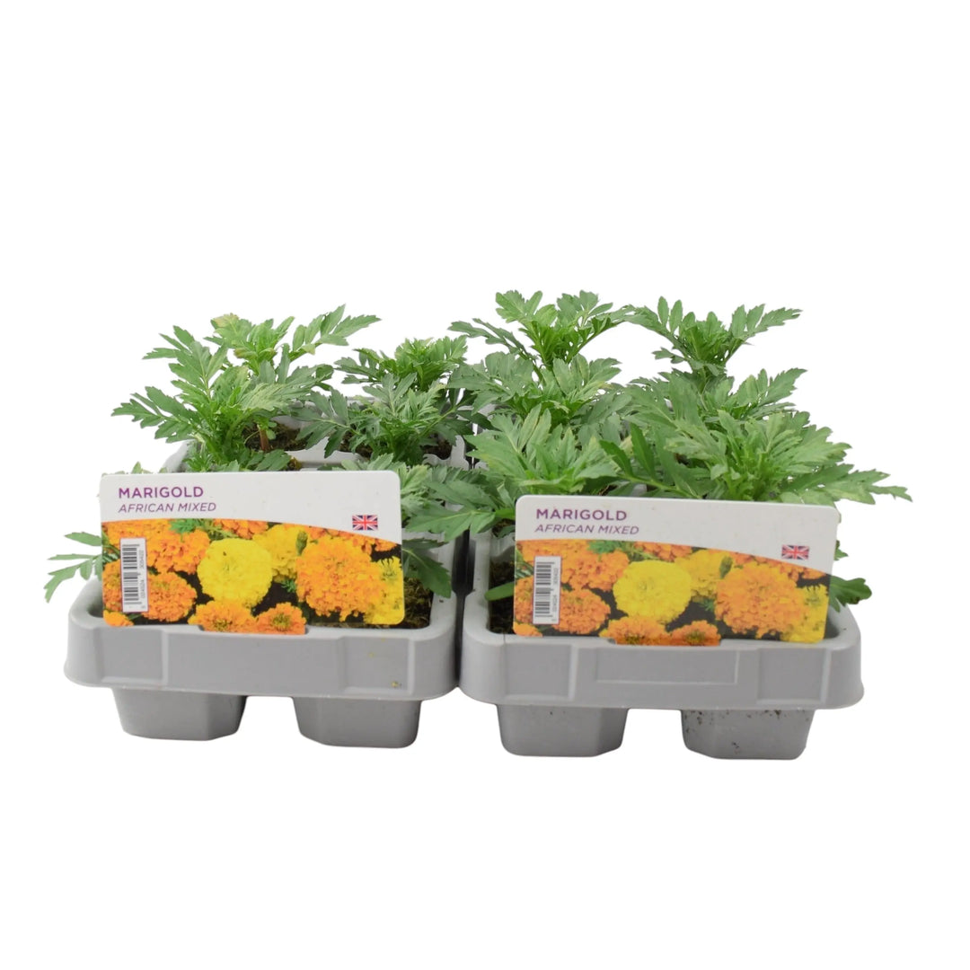 African Marigold Mixed 6 Pack x 2
