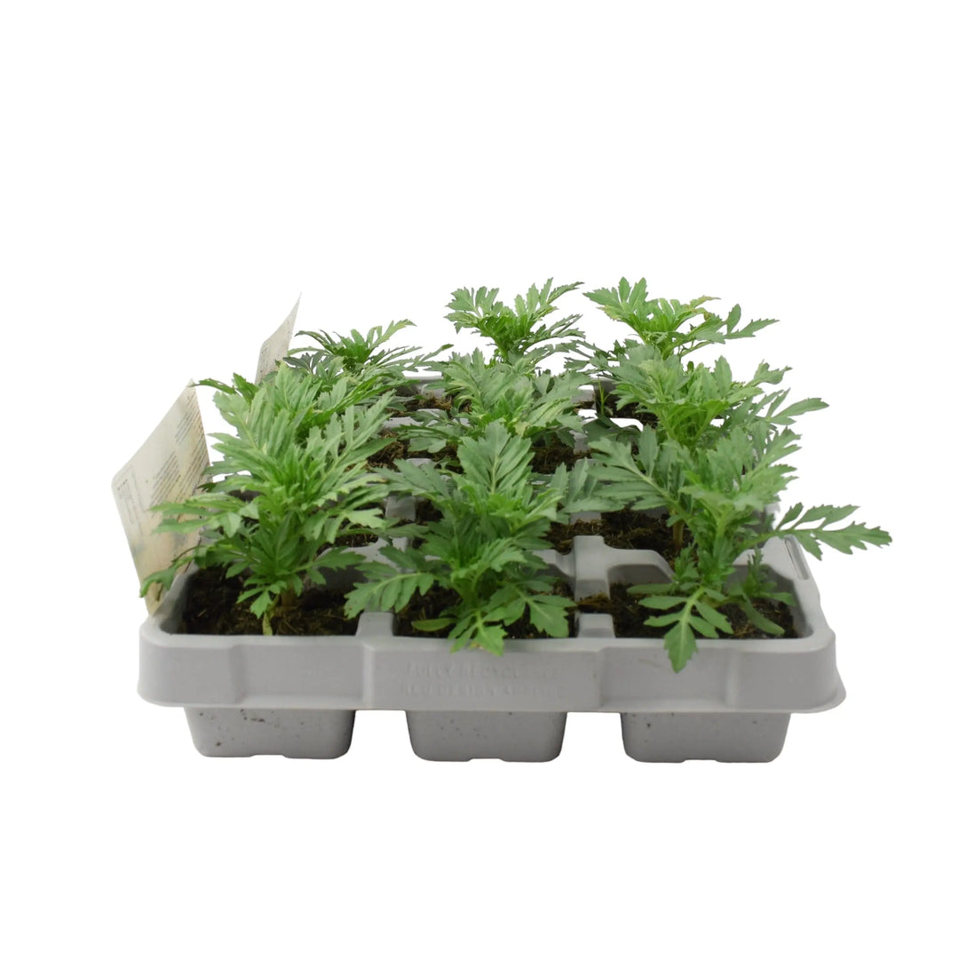 African Marigold Mixed 6 Pack x 2