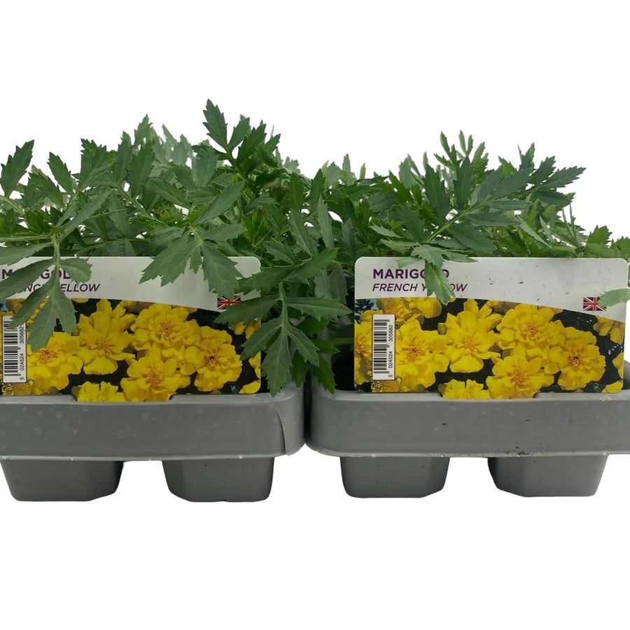 Marigold French Yellow 6 Pack x 2 (12 Plants) plants by post