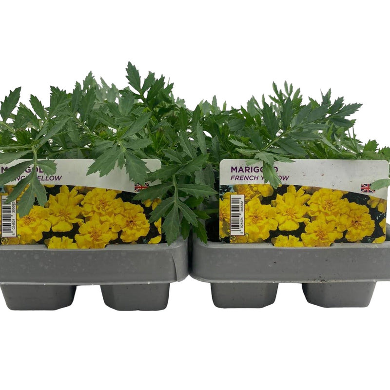 Marigold French Yellow 6 Pack x 2 (12 Plants)