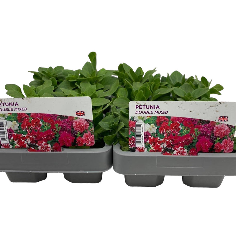 2 X Petunia Double Mixed 6 Pack (12 Plants)
