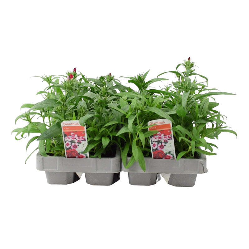 Dianthus Hardy Mixed 6 pack x 2 (12 Plants)