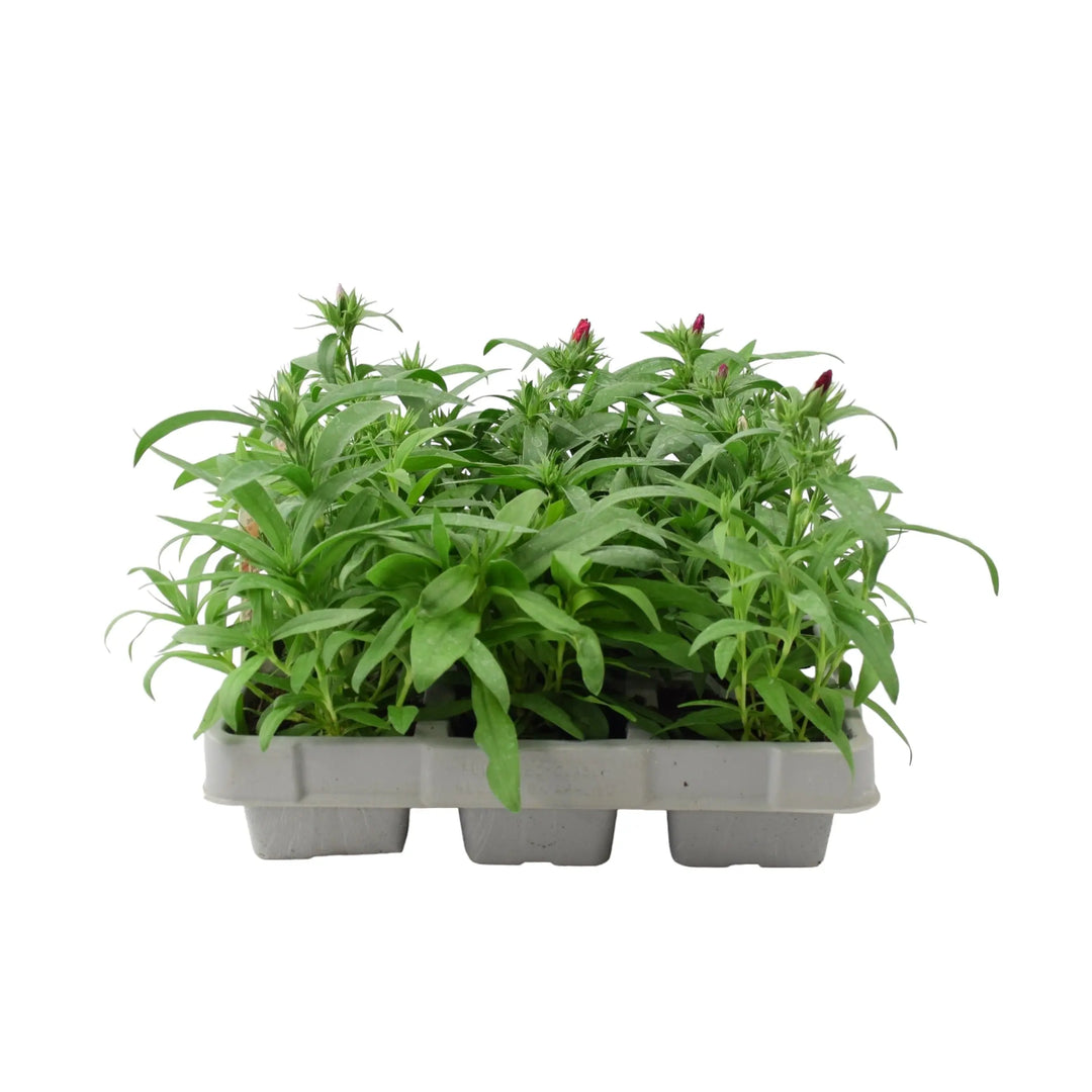 Dianthus Hardy Mixed 6 pack x 2 (12 Plants) Plants By Post