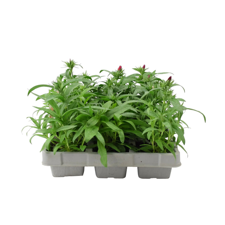 Dianthus Hardy Mixed 6 pack x 2 (12 Plants) Plants By Post