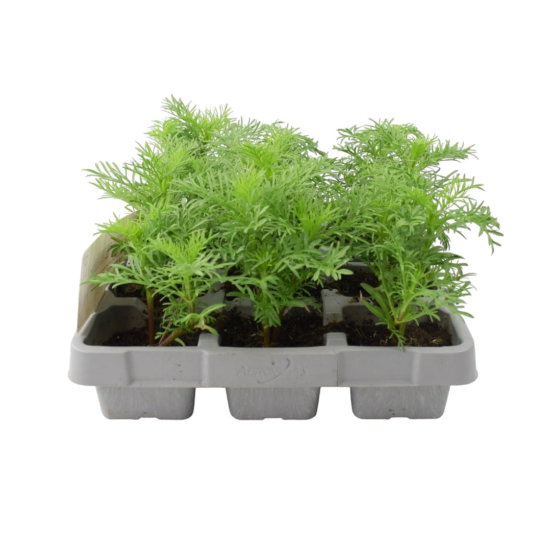 Cosmos Violet 6 Pack x 2 (12 Plants)
